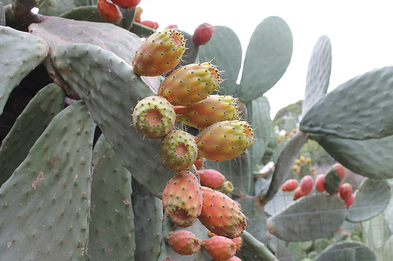 Kaktusfeigen wachsen in Apulien überall - und kommen oft als Dessert auf den Teller.