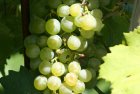 Grüner Veltliner