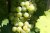 Grüner Veltliner Grüner Veltliner