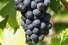 Blauer Spätburgunder