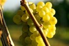 Müller-Thurgau