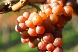 Gewürztraminer Gewürztraminer