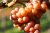 Gewürztraminer Gewürztraminer
