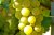 Chardonnay Chardonnay