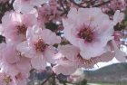 Mandelblüte entlang der südlichen Weinstraße