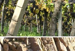 Das Terroir Das Terroir