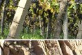Das Terroir