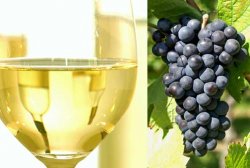 Weißer Wein aus blauen Trauben?