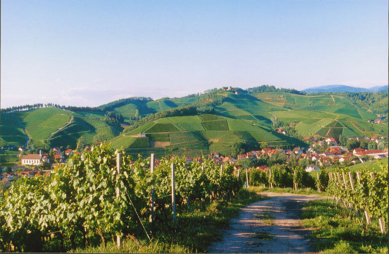 Blick auf Durbach – im Hintergrund rechts der Schwarzwald. Foto: Dieter Simon