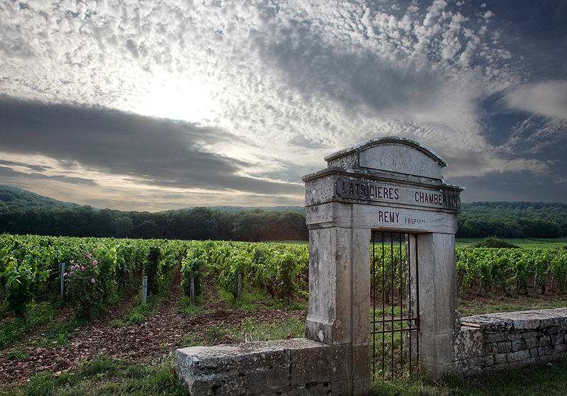 Die Climats im Burgund stellen ein außergewöhnliches Terroir dar. Quelle: Bernuy J.L./BIVB