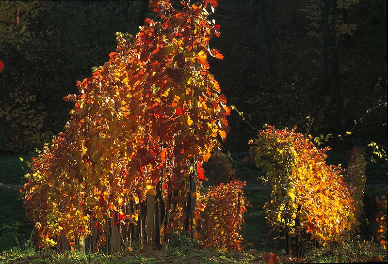 Herbst im Burgenland. (Foto: ÖWM/Lukan)