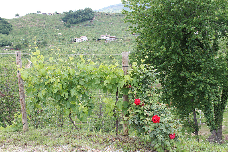 Cartizze ist die Cru-Lage der Prosecco DOCG-Region Conegliano Valdobbiadene.