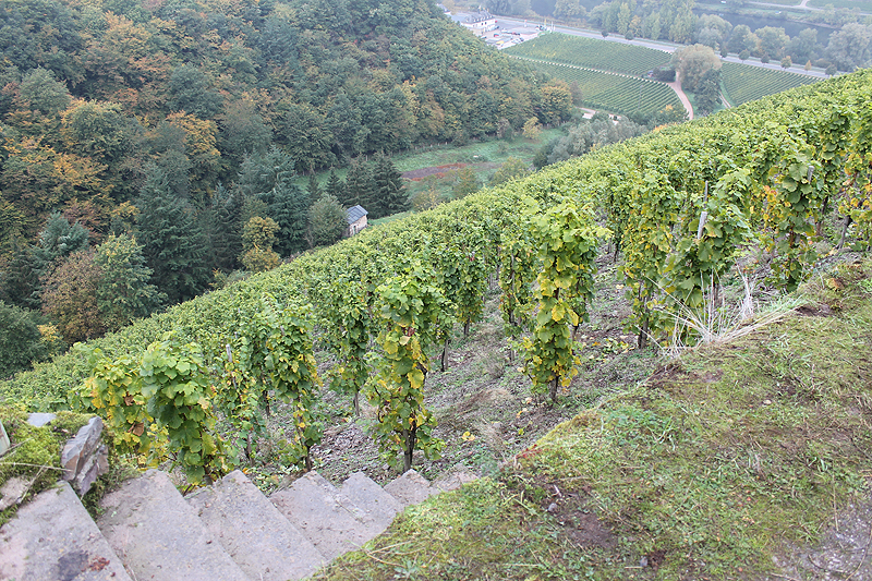 Anders als in Australien wächst der Wein an der Terrassenmosel an Steilhängen – wie hier am Sonnenberg.