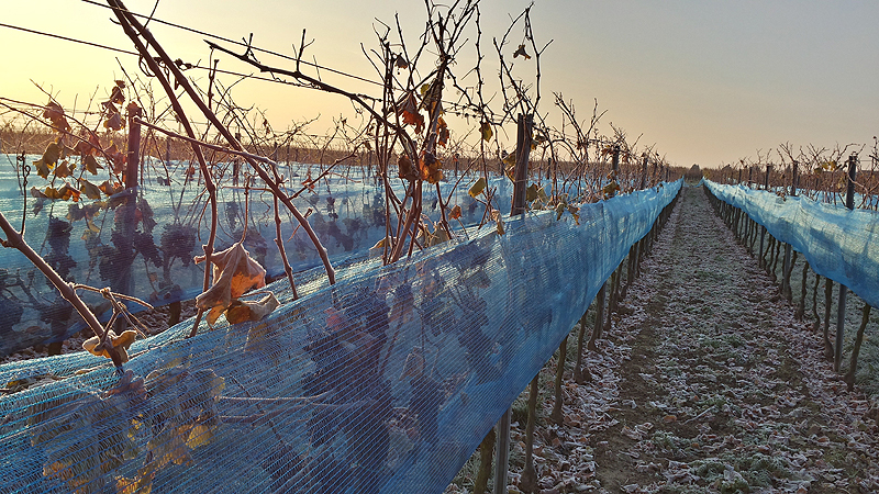 Mindestens -7 Grad Celsius muss das Thermometer anzeigen, damit die Eiswein-Lese beginnen kann.