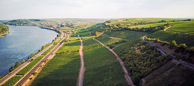 Teil des Niersteiner 'Roten Hangs' an Rhein entlang. Vorne die Lage Pettenthal. Foto: Sven - Adobestock