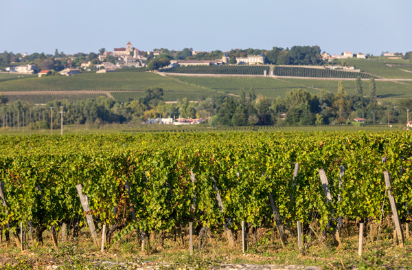Weinberge im Bordeaux-Gebiet in der Region Saint Emilion