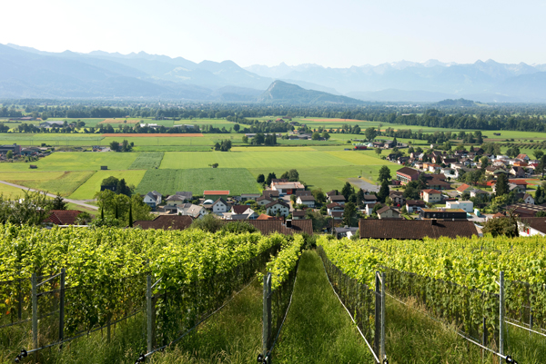 Weinbau im Kanton St. Gallen. Foto: Tatjana Balzer - AdobeStock