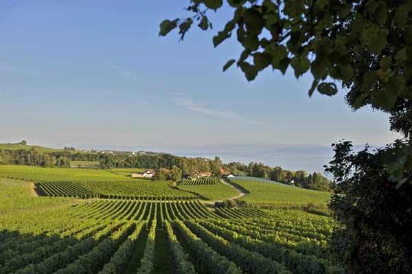 Weingut Aufricht (Mitte hinten) in Meersburg-Stetten mit seinen Reben, die fast ans Bodenseeufer reichen.