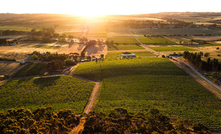 Byrne Vineyards South Australia - Reben im Clare Valley