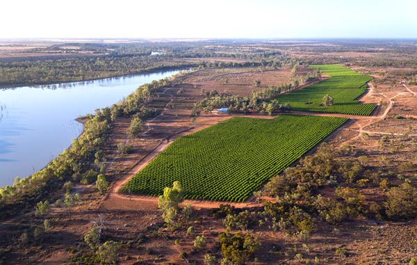 Byrne Vineyards, Reben im Riverland, South Australia
