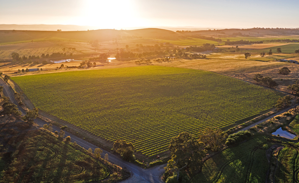 Reben im Clare Valley, South Australia - Weingut Calcannia, das zu Byrne Vineyards gehört