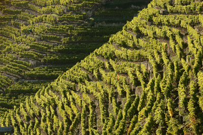 Der über 50% steile Besigheimer Wurmberg, in dem das Weingut Dautel Riesling anbaut. Foto: Andreas Durst