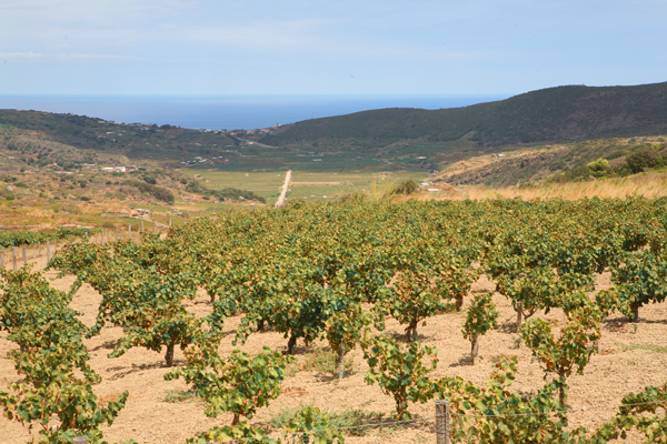 Donnafugata, Versuchfeld auf Pantelleria - in der Bildmitte erkennt man einen großen fruchtbaren, ehemaligen Krater.