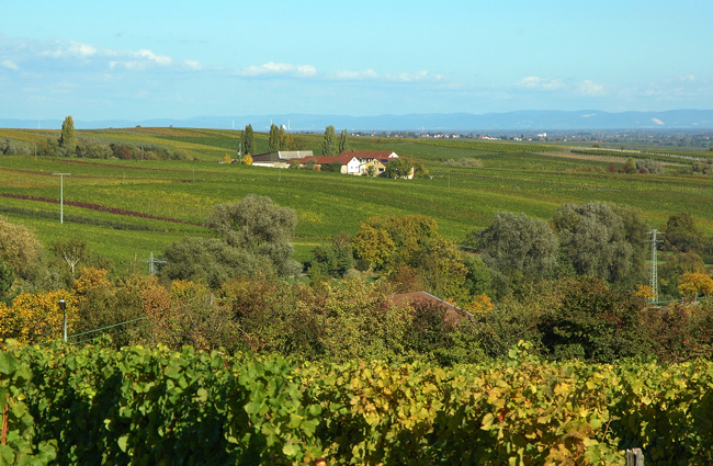 Das Weingut Erlenwein zwischen Ilbesheim und Leinsweiler auf einem der Hügelzüge, die sich vom Pfäzerwald herabziehen. Foto: Stephan Sühling - Adobestock