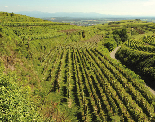 Weinberge des Weinguts Freiherr von Gleichenstein am Kaiserstuhl. Im Hintergrund der Schwarzwald.