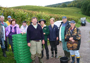 Lesemannschaft im Weingut Angelika Vogel, Sinzheim.
