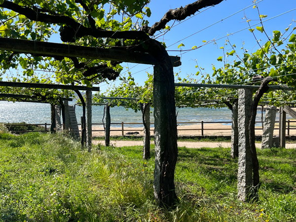 Der Weinbau in Galizien reicht bis an den Atlantik - noch häufiger zu sehen: Pergola-Erziehung mit Granitsäulen