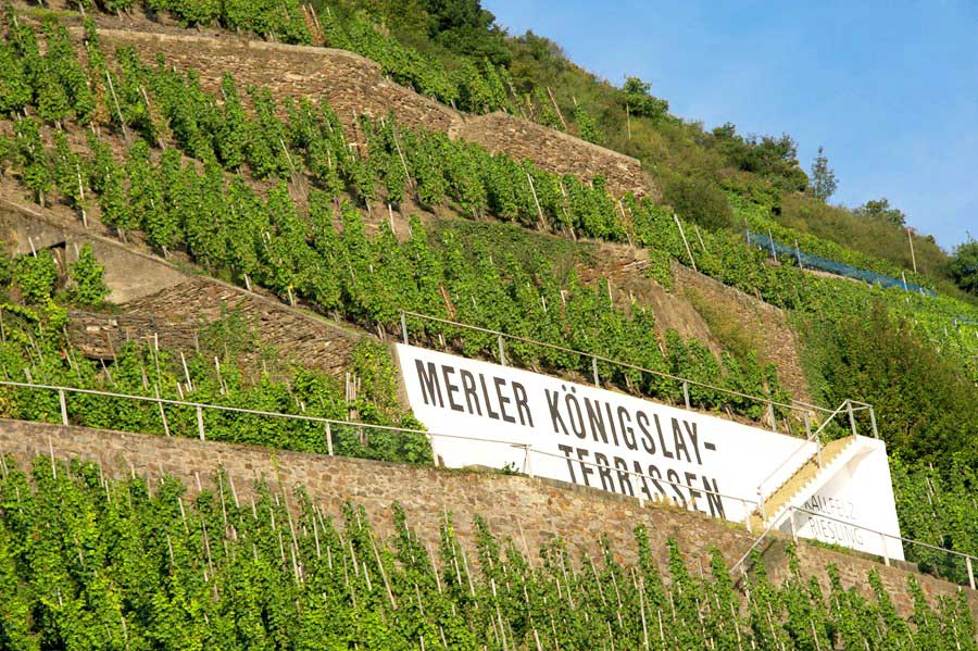 Weingut Albert Kallfelz, Merler Königslay Terrasse.