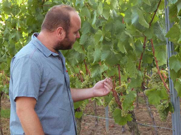 Weingut Knöll&Vogel, Außenbetriebsleiter Stefan Trutter: Wir entlauben schon früh, damit die Trauben widerstandsfähiger werden.  Foto: PR