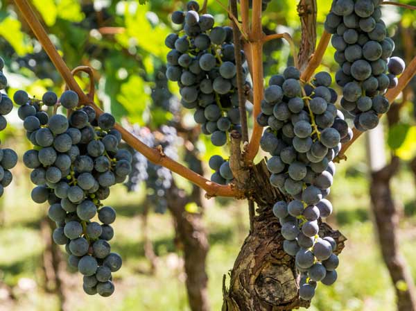 Lagrein. Foto: Lorenza Panizza - AdobeStock