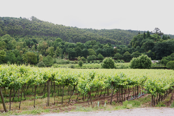 Quinta de Lourosa: Reben mit verschiedenen Versuchserziehungen