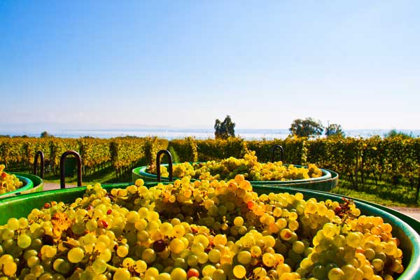 Goldener Herbst in Meersburg im Hintergrund der Bodensee. Foto: Reinhold Adolph