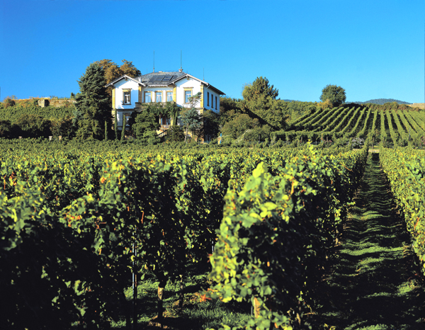 Das Weingut Motzenbäcker mitten in den Weinbergen in Ruppertsberg direkt neben Deidesheim