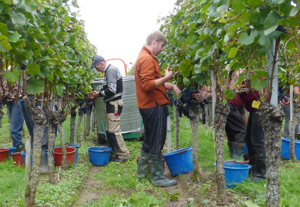 Winzer des Badischen Winzerkellers bei der Lese.