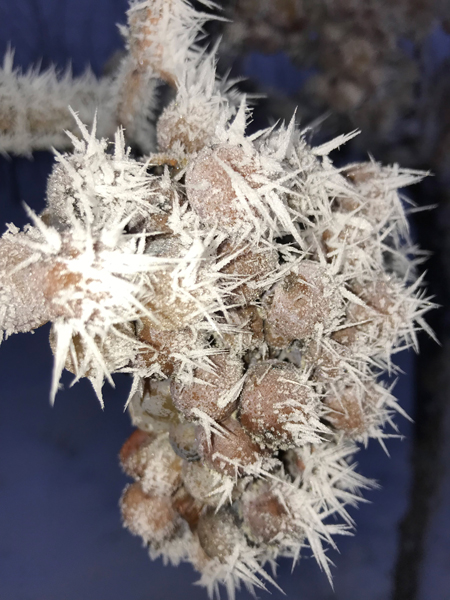 Gefrorene Traube, die zu Eiswein wurde, im Weingut Payr.