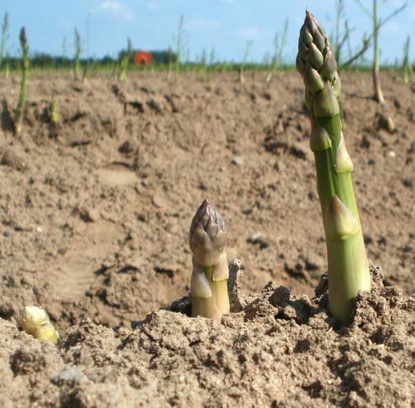 Spargelschosse. Man sieht deutlich die Verfärbungen mit zunehmendem Wachstum. Foto: Pixabay