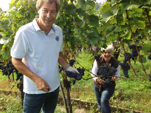 Weingut der Stadt Stuttgart, Promis bei der Lese: Harald Schneefuss, Manager bei Daimler und Unternehmensberaterin Christa van Winsen. 