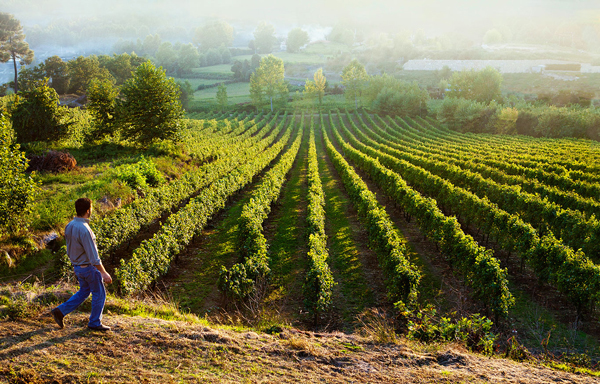 Quinta da Calçada: Weinberg. Der Dunst zeigt die Feuchtigkeit der Region.