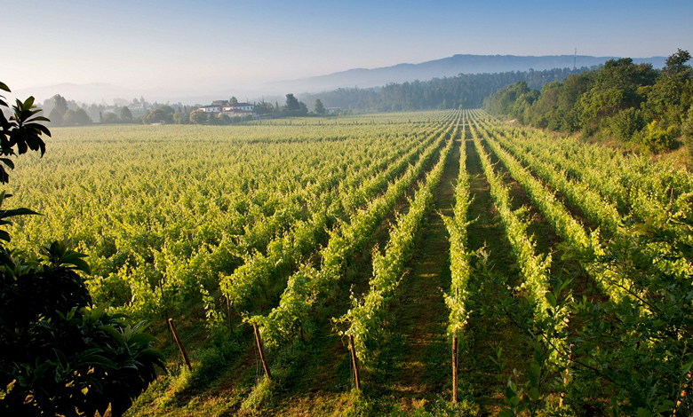 Quinta de Azevedo. Foto: Sergio Ferreira