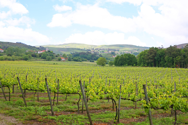 Quinta do Ferro, der obere Weinberg auf rund 650 m Höhe im Hochland