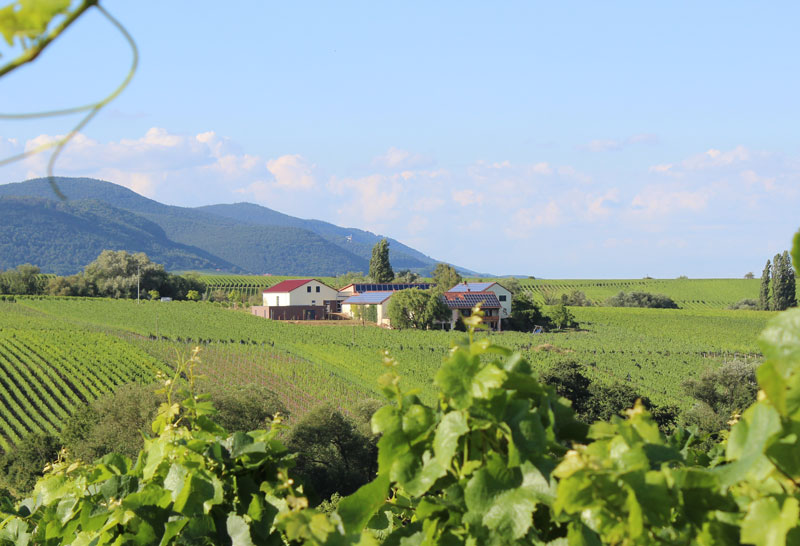 Weingut Erlenwein, Ilbesheim/Pfalz