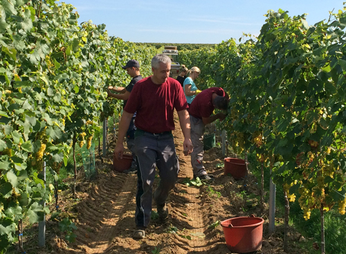 Weinlese im Weingut Bus, Insheim/Südpfalz.