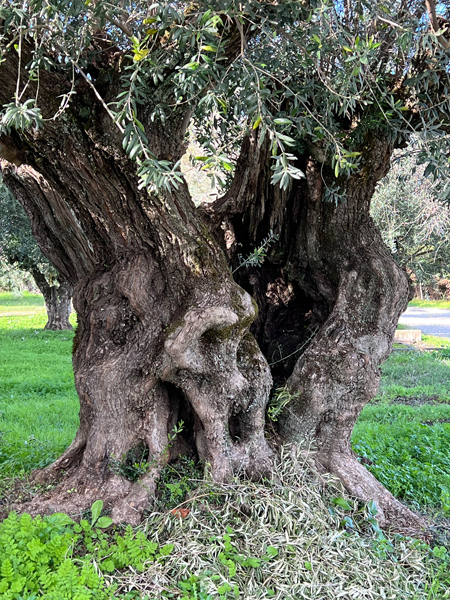 Uralter Olivenbaum im Alentejo
