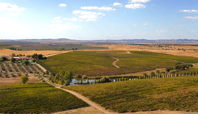 Weinlandschaft im Alentejo. Foto: Wines of Portugal