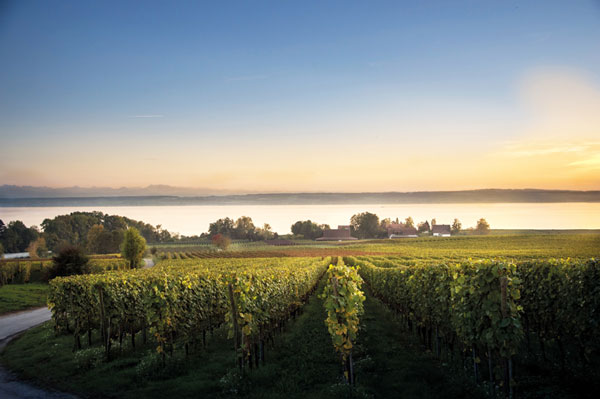 Die Weinberge des Weinguts Aufricht reichen bis fast ans Seeufer - davor das Weingut.