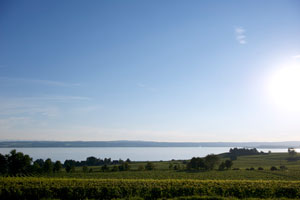 Blick vom Weinberg auf den Bodensee. Näher geht's nicht.